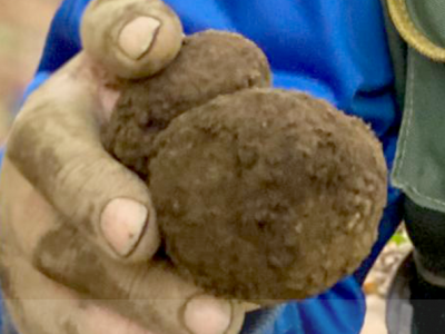 62196069e6aa7d67e24eec3e_web-img-horz-truffle