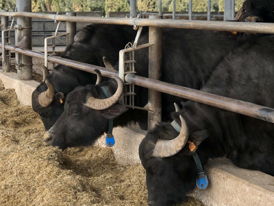 623c542423894d11ca7f0c29_food-wine-mozarelaa-1080x1080-2