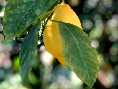 623e0a2d283f81cd15a28052_food-wine-lemon-1080x1080-3